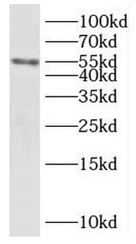 KHDRBS3 Rabbit Polyclonal Antibody