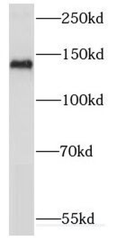 KIF1C Rabbit Polyclonal Antibody