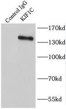 KIF1C Rabbit Polyclonal Antibody
