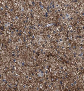 KIF1C Rabbit Polyclonal Antibody