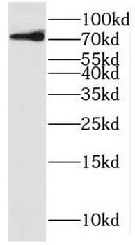 KIF22 Rabbit Polyclonal Antibody