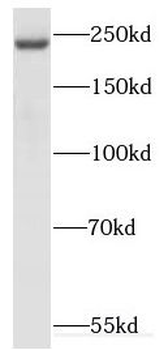 KIF26B Rabbit Polyclonal Antibody