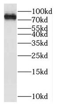 KIF3A Rabbit Polyclonal Antibody