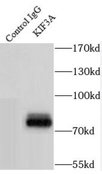 KIF3A Rabbit Polyclonal Antibody