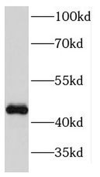 KIN Rabbit Polyclonal Antibody