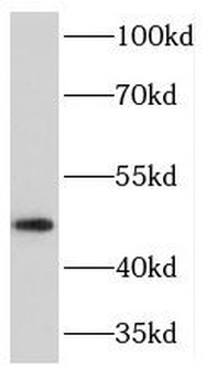 KCNJ12 Antibody