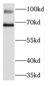 KIRREL2 Rabbit Polyclonal Antibody