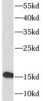 KISS1 Rabbit Polyclonal Antibody