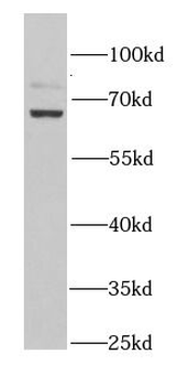 KLC1 Antibody