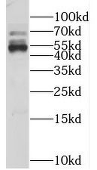 KLHL12 Antibody