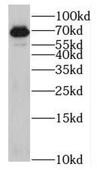 KLHL13 Rabbit Polyclonal Antibody