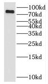 KLHL9 Rabbit Polyclonal Antibody