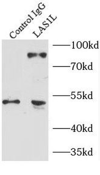LAS1L Rabbit Polyclonal Antibody