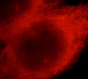 LAYN Rabbit Polyclonal Antibody