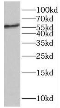 LBR Antibody