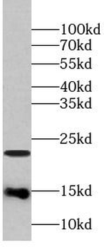 Cleaved LC3 Antibody