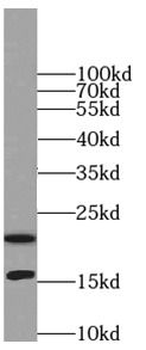 LC3 Antibody