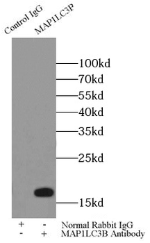 LC3 Antibody