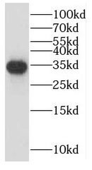 LEFTY2 Antibody