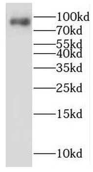 LENG8 Rabbit Polyclonal Antibody