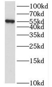 LENG9 Rabbit Polyclonal Antibody