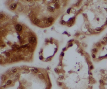 LENG9 Rabbit Polyclonal Antibody
