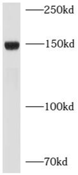 LEPR Antibody