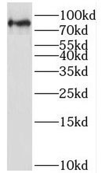LETM1 Rabbit Polyclonal Antibody