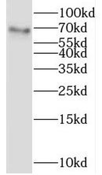 LGALS3BP Antibody