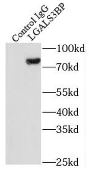 LGALS3BP Antibody