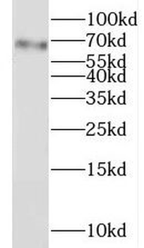 LGALS3BP Antibody