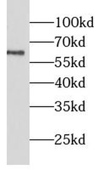 LGI2 Antibody