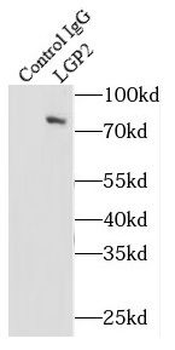 DHX58 Rabbit Polyclonal Antibody