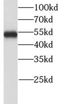 LHX6 Antibody