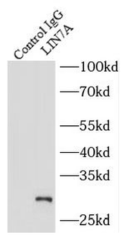 LIN7A Rabbit Polyclonal Antibody
