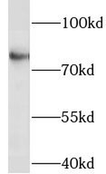 LINGO1 Antibody