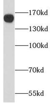 PPFIA1 Antibody