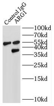 ARG1 Antibody
