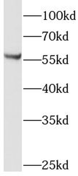 LMBR1L Rabbit Polyclonal Antibody