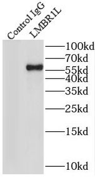 LMBR1L Rabbit Polyclonal Antibody