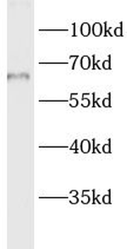 LMF1 Rabbit Polyclonal Antibody