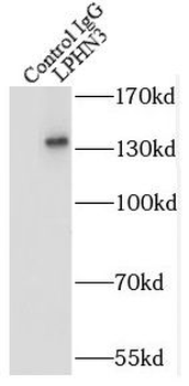 ADGRL3 Rabbit Polyclonal Antibody
