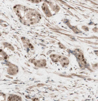 LPXN Rabbit Polyclonal Antibody