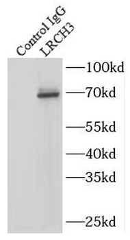 LRCH3 Rabbit Polyclonal Antibody