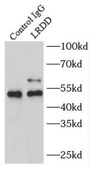 PIDD1 Rabbit Polyclonal Antibody
