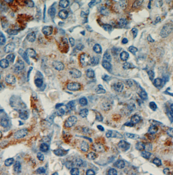 PIDD1 Rabbit Polyclonal Antibody