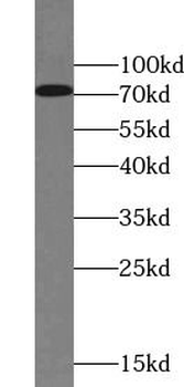 LRRC4C Rabbit Polyclonal Antibody
