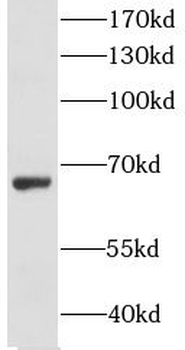 LSAMP Rabbit Polyclonal Antibody