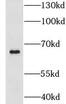LSM14A Rabbit Polyclonal Antibody