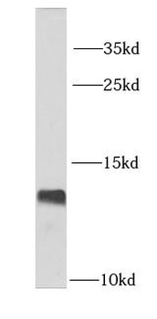 LSM2 Antibody